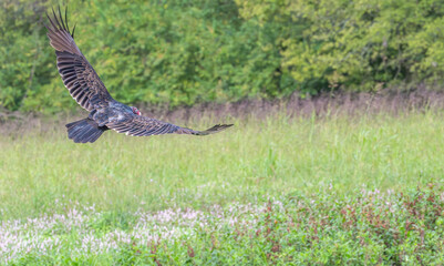 Turkey vulture in flight over a field with pink flowers.