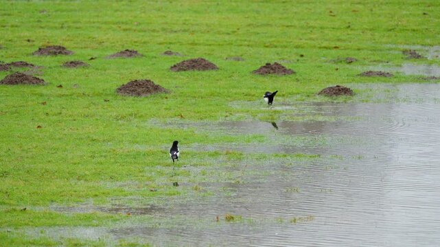 Elstern trinken in flachen wassser auf Gr&uuml;ner wiese