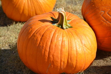 Pumpkins can be used for decorations or used in food and are popular around Fall and Halloween. 
