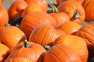Pumpkins can be used for decorations or used in food and are popular around Fall and Halloween. 