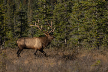 Bull Elk During the Rut Season

