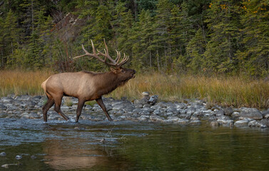 Bull Elk During the Rut Season
