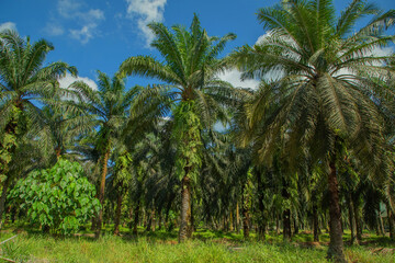Palm trees path way on sunny day.