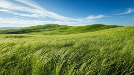 Fototapeta premium Tall green grass gently sways across rolling highland hills under a bright blue sky dotted with wispy clouds, enhancing the serene landscape's beauty