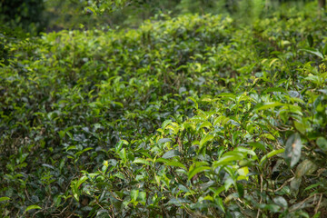 high mountain tea plantation in Sri Lanka