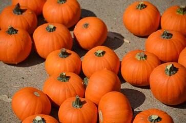 Pumpkins can be used for decorations or used in food and are popular around Fall and Halloween. 