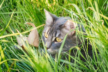 Grey tabby cat playing in the grass on a spring day