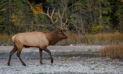 Bull Elk During the Rut Season
