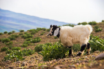 Obraz premium Goat On The Meadow