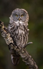 Great gray owl in Canada