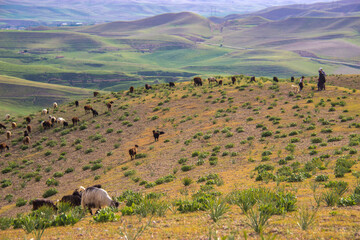 cows in the field