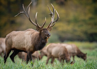 Bull Elk During the Rut Season  © Harry Collins