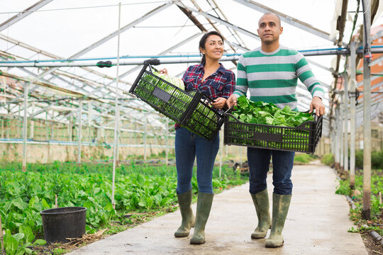 Farmer couple holding vegetable crates with green lettuce and celery at greenhouse farm