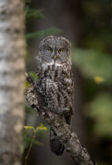 Great gray owl in Canada