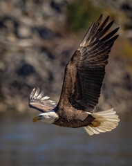 Bald eagle fishing in a river