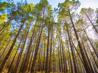 Fototapeta premium spring dense pine forest with light young needles