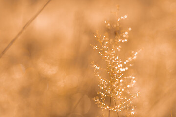 jesień bokeh trawy słońce łąka pająki światło ciepło © Colorful Soul
