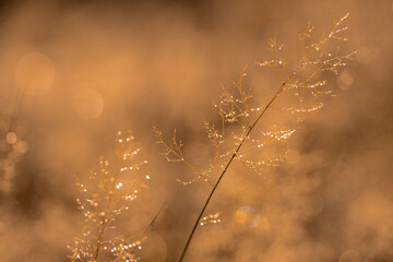 jesień bokeh trawy słońce łąka pająki światło ciepło © Colorful Soul