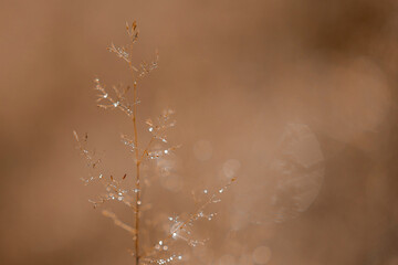 jesień bokeh trawy słońce łąka pająki światło ciepło © Colorful Soul