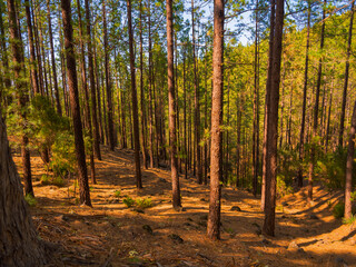 spring dense pine forest with light young needles