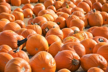 Pumpkins can be used for decorations or used in food and are popular around Fall and Halloween. 