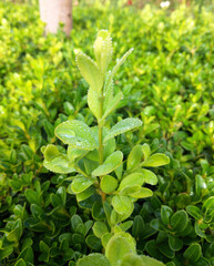 bright leaves of a boxwood bush with drops of dew in the rays of the rising sun. beauty in nature. moisture on the leaves of a bush in a city park