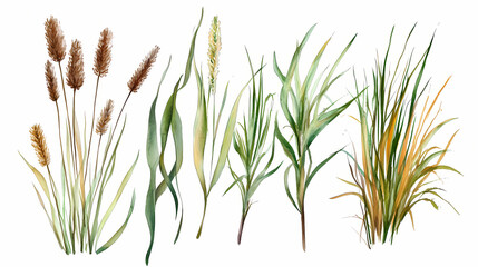 Sedge reeds swamp plant set, watercolor set. Wetlands. Illustration