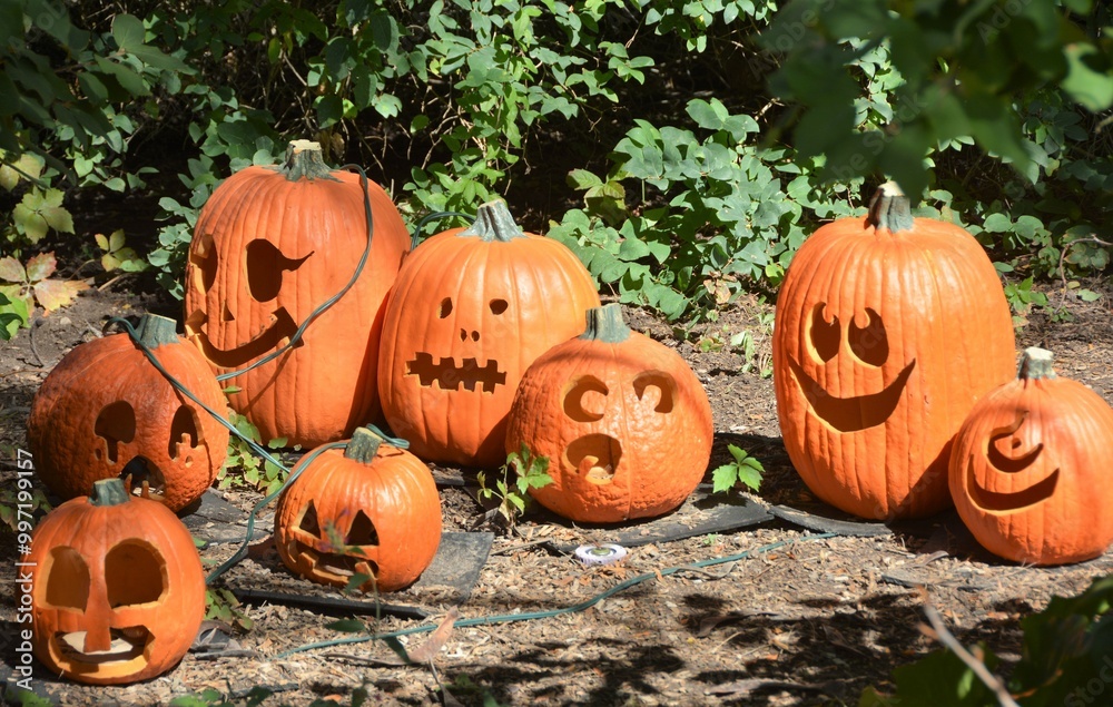 Wall mural pumpkins can be used for decorations or used in food and are popular around fall and halloween.