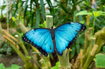 Menelaus blue morpho Butterfly