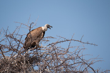 African white-backed vulture (Gyps africanus) perched on tree. Photographed in Namibia