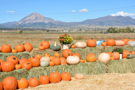 Pumpkins can be used for decorations or used in food and are popular around Fall and Halloween. 