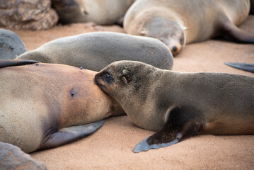 Brown African fur seal pup (Arctocephalus pusillus) feeding at Cape Cross Seal Reserve, Namibia.