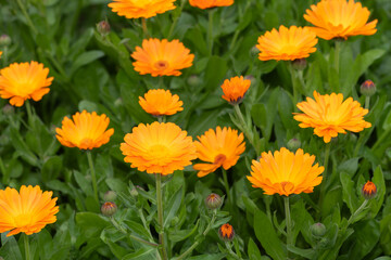 Common marigold (calendula officinalis) flowers in bloom