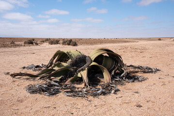 Single Welwitschia plant in the Namibian desert 