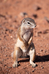 Close-up portrait of a Damara Ground Squirrel (Xerus princeps). Photographed in Namibia.