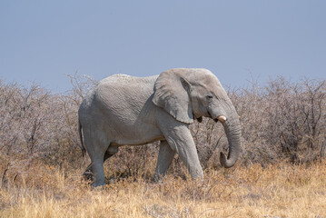 A single African Elephant (Loxodonta africana) walking through the undergrowth of the Namibian Savanna