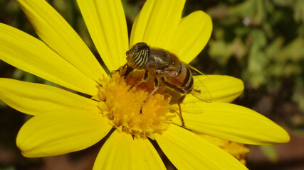 The band-eyed drone fly (Eristalinus taeniops), female feeding on a yellow daisy