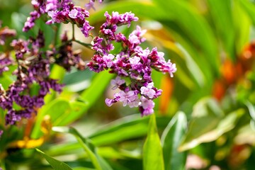 Flower of Limonium dendroides