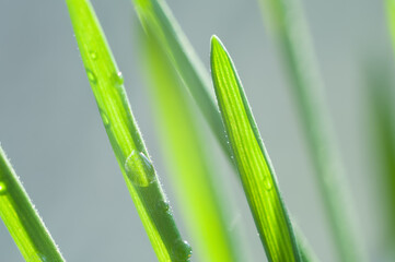 Green dress on a blue sky the ground. Sunlight green grass leaf and clear water. Bokeh light effect, micro photography.