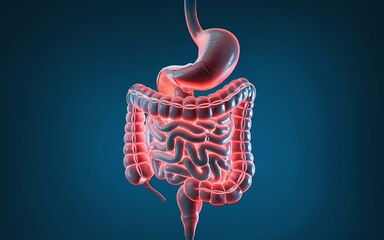3D illustration of the human digestive system with glowing intestines.