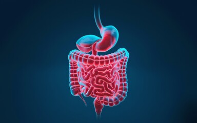 3D illustration of the human digestive system with stomach, small intestine, and large intestine.