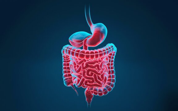 3D illustration of the human digestive system with stomach, small intestine, and large intestine.