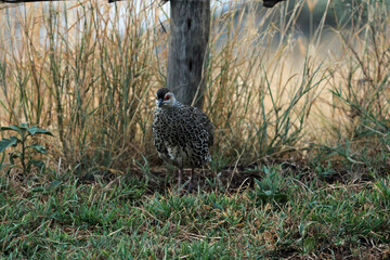 Clapperton's spurfowl, Pternistis clappertoni