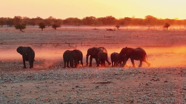 A herd of African elephants congregate around a waterhole at dusk in Etosha National Park, Namibia, Africa.