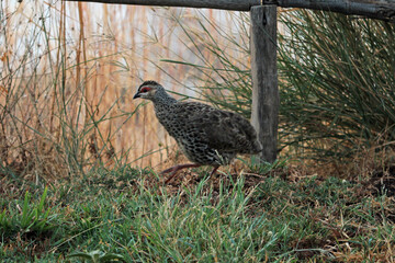 Clapperton's spurfowl, Pternistis clappertoni