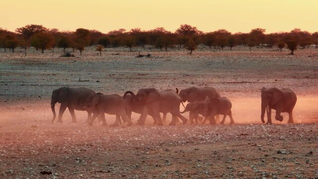 A herd of African elephants congregate around a waterhole at dusk in Etosha National Park, Namibia, Africa.