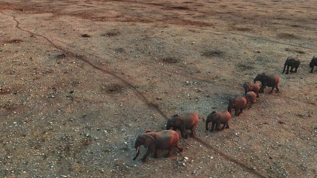 A herd of African elephants congregate around a waterhole at dusk in Etosha National Park, Namibia, Africa.