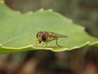 Glass-winged hover fly (Syrphus vitripennis), female sitting on a green leaf