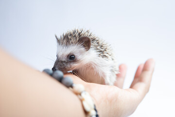 Erizo caminando sobre mano