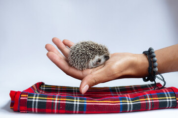 Erizo dormido en mano